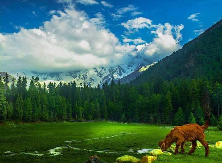 Fairy Meadows Cottage